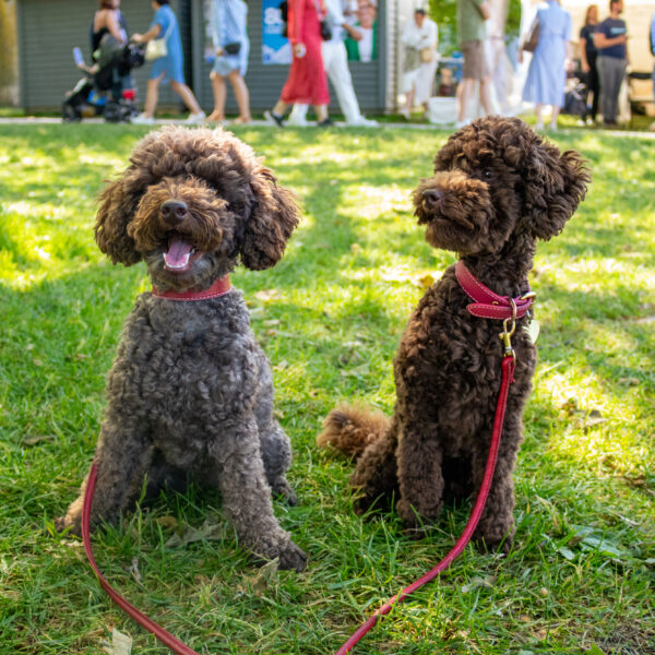 Fyra tassar i politiken: möt Almedalens gladaste besökare